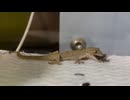 ニホンヤモリを捕まえて、お家を作る 電影日記#002