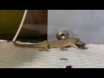 ニホンヤモリを捕まえて、お家を作る 電影日記#002