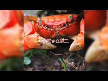 えっちなカニ前線