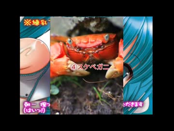 エッチな☆カニ4選