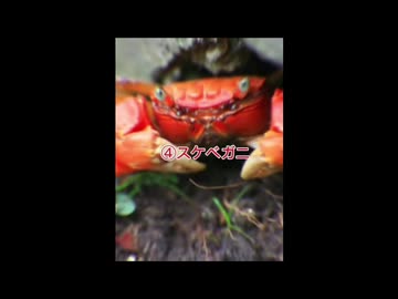 マーシャル・エッチなカニマイザー4選