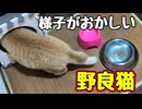 ちゅ〜るも 食べんとは…【野良猫】