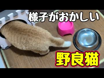 ちゅ〜るも 食べんとは…【野良猫】