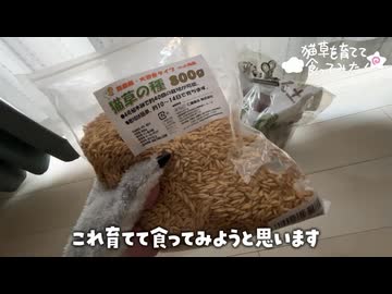 【検証】猫草を育てて食ってみた【新しい薬味】