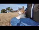 【！？】公園のベンチに座ったら猫がトコトコ来て当然のように膝に乗ってきた件