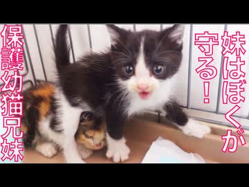 保護幼猫兄妹、兄が身を挺して妹を守る