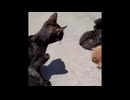 猫いっぱい008