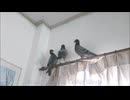 ハトはかわいいです。 若いハトはとてもかわいいです。