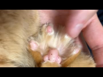 触るとパーにする後ろ足