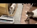 空気清浄機と戦うみーこさんとキャットホイールで運動するのんちゃん