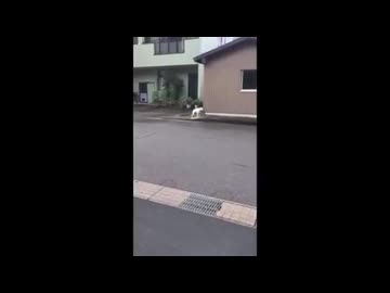 4選って鳴く犬