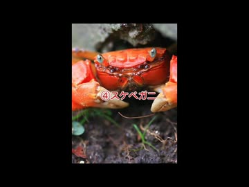 世界一エッチなカニ4選