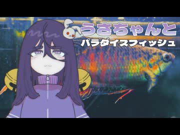 うさちゃんとパラダイスフィッシュ