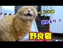 調子 もどったみたいです【野良猫】