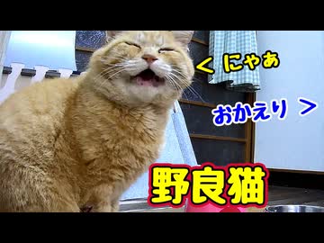 調子 もどったみたいです【野良猫】