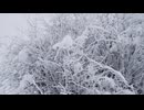 木に積もる雪