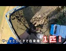 【生態系崩壊】たった４時間で3452匹のウシガエルを捕獲した衝撃映像【琵琶湖ガサガサ探検記１３】