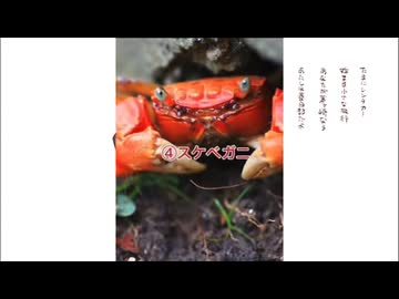 エッチなカニの邪魔