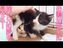 保護幼猫兄妹、強い兄妹愛を見せる
