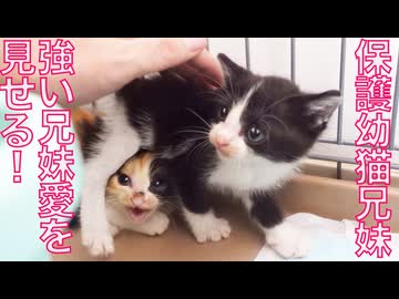 保護幼猫兄妹、強い兄妹愛を見せる