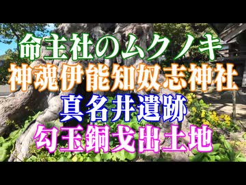 島根県　命主社のムクノキ　神魂伊能知奴志神社　勾玉、銅戈出土地！