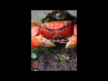 ラビットなカニ 4選