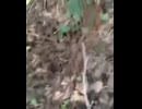 やじゅまんと見る謎