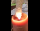 やじゅまんと見るあつい