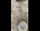 やじゅまんと見る飛ぶ
