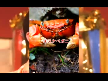 エッチだぜ！！