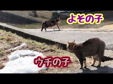 今年も開催…【よその子】【野良猫】