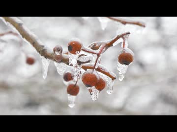 【初音ミク】Frozen Spring/La'cryma Christi【VOCALOIDカバー】