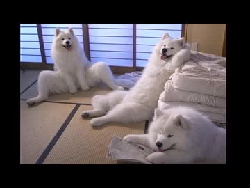 空手部？