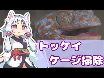 トッケイケージの掃除