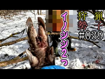 狩猟勢子動画＃039　イノシシ２つ