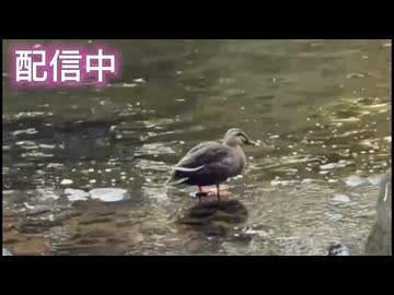 かわしまVlog  おやつハンター編