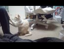 拾いねこ＠生後4911/836日目　どうしてもベッド潰す月にょん。