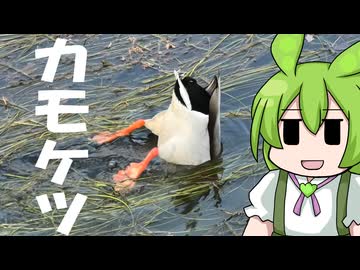 【令和7年度カモケツ投稿祭】カモのおしりを見る動画【シリーズとりさん】