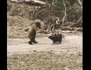 やじゅまんと見る熊イケル