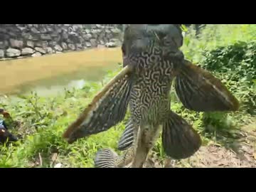 #七原くん 20240830「第4回　野外学習！Okinawa！！！」米無中編HD(1枠目中編・tmtカット版,珍獣怪魚ツアー開始,外来種熱帯魚プレコget⇒サメの生き餌ティラピアget⇒鮫探し他)
