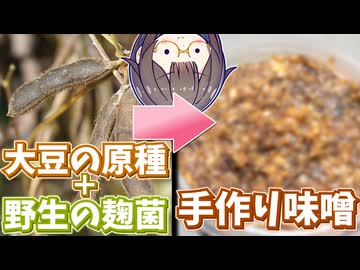 "大豆の原種"と"野生の麹菌"で味噌作りチャレンジ！