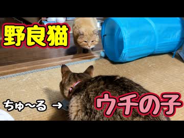 ちゅ〜る 盗られた【野良猫】