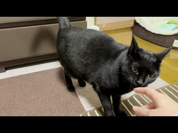 ビビりの猫さんがちょっとだけ甘えてきてくれた