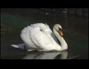 【自然環境音】白鳥がいる公園「荒川自然公園」