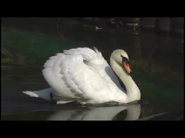【自然環境音】白鳥がいる公園「荒川自然公園」