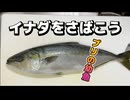 イナダをさばこう【三枚おろし柵どり】