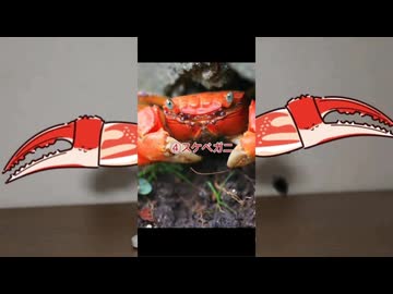 エッ○ガニ呼び込み君