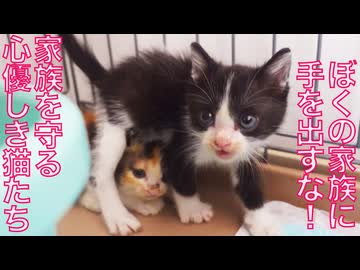 心優しき猫たち、身を挺して家族猫を守る