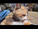 【猫】山の上の広場で座ったら、なぜか隣に猫が来るんだがｗｗｗ