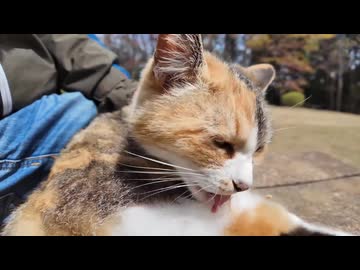 【猫】山の上の広場で座ったら、なぜか隣に猫が来るんだがｗｗｗ